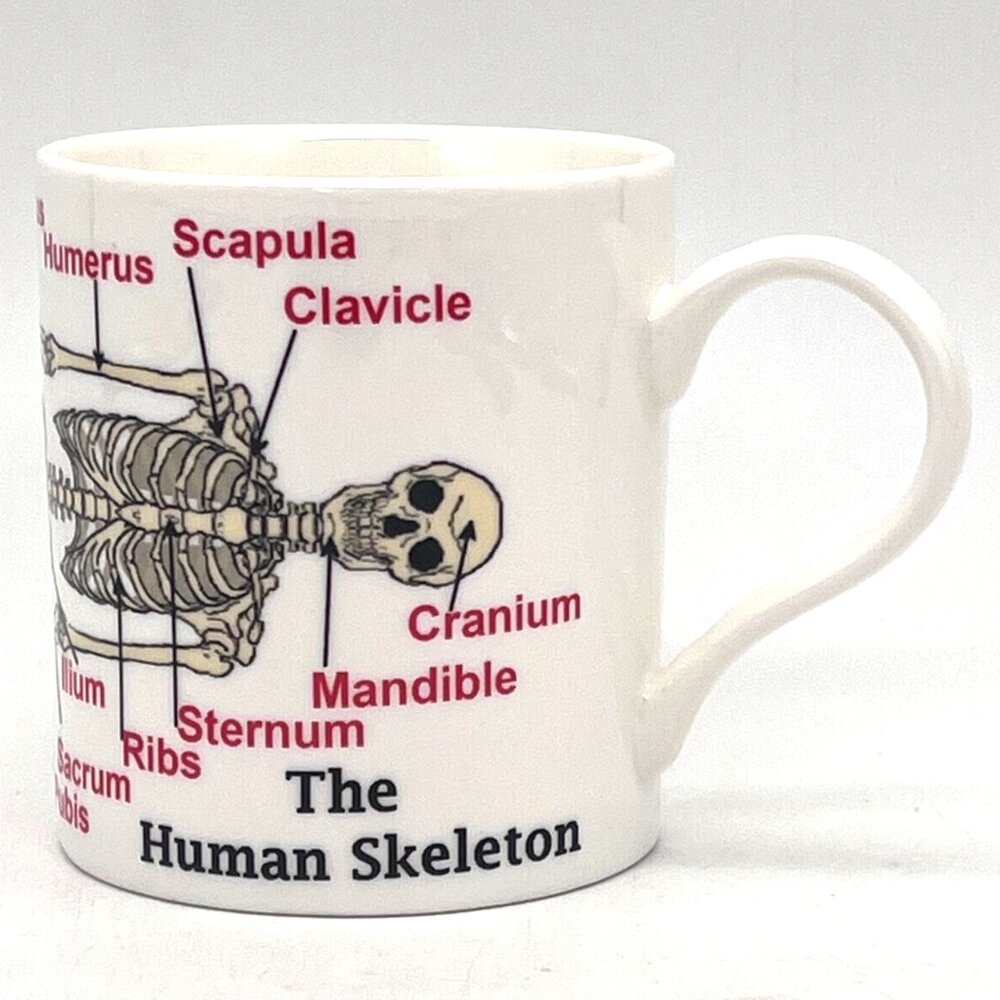 The Human Skeleton Coffee Cup Mug The Leonardo Collection Bones Doctors Nurses